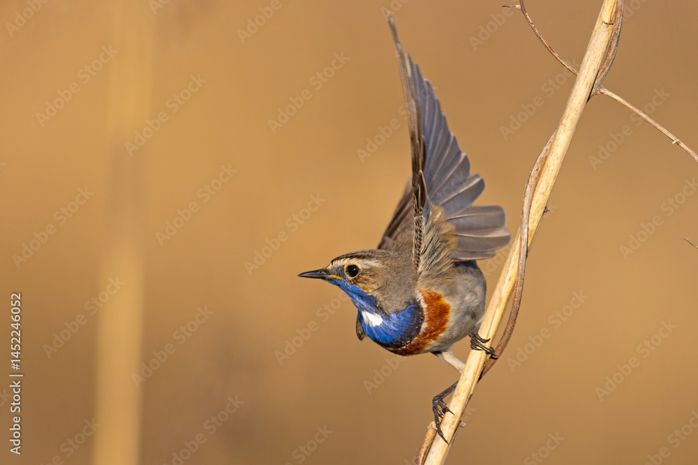 Podróżniczek (Luscinia svecica)