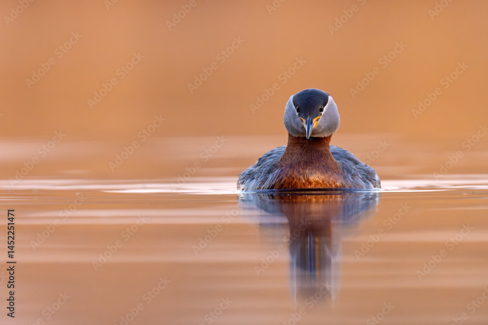 Perkoz rdzawoszyi (Podiceps grisegena)