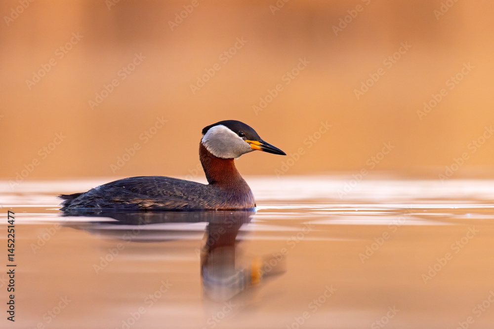Perkoz rdzawoszyi (Podiceps grisegena)