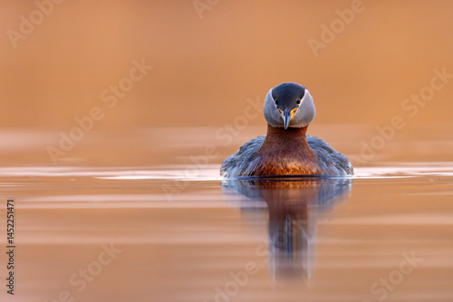 Obraz na płótnie Perkoz rdzawoszyi (Podiceps grisegena) w salonie
