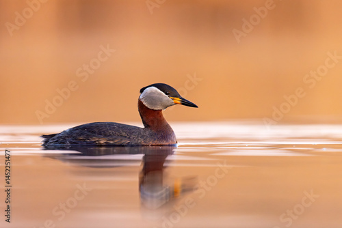 Obraz na płótnie Perkoz rdzawoszyi (Podiceps grisegena) w salonie