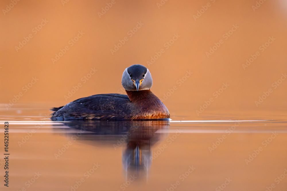 Perkoz rdzawoszyi (Podiceps grisegena)