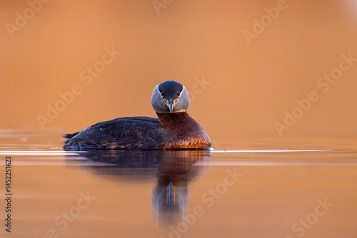 Obraz na płótnie Perkoz rdzawoszyi (Podiceps grisegena) w salonie