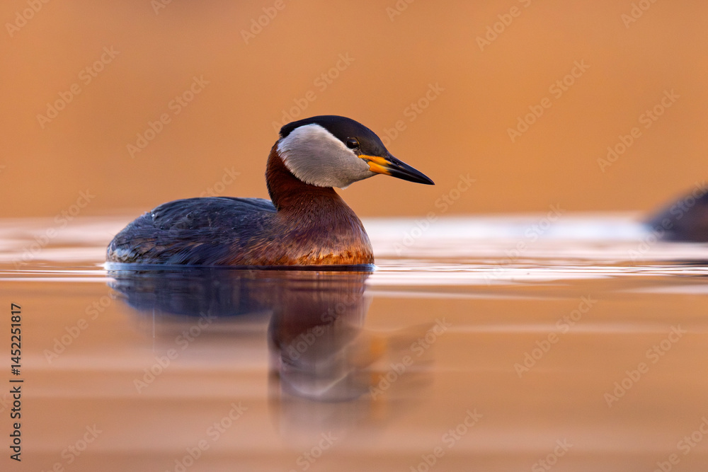 Perkoz rdzawoszyi (Podiceps grisegena)