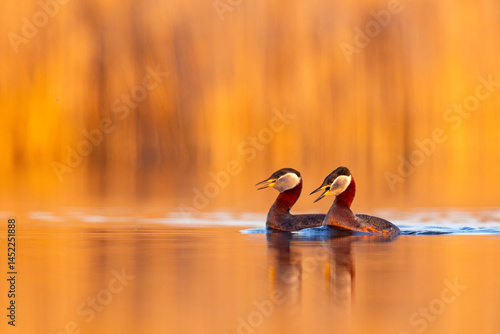 Perkoz rdzawoszyi (Podiceps grisegena)