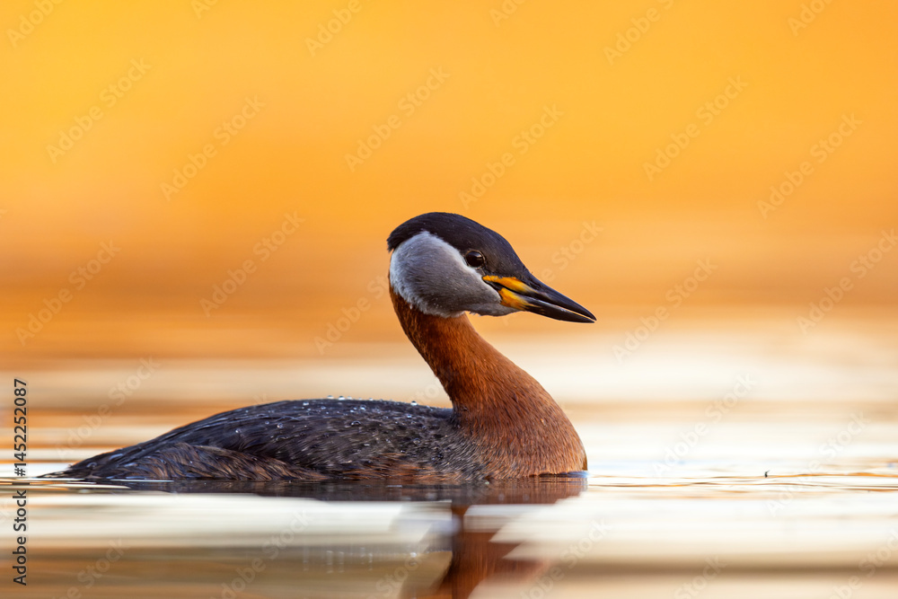 Perkoz rdzawoszyi (Podiceps grisegena)