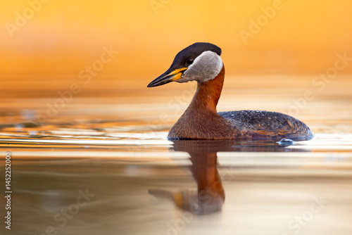 Obraz na płótnie Perkoz rdzawoszyi (Podiceps grisegena) w salonie