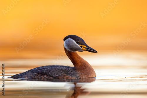 Obraz na płótnie Perkoz rdzawoszyi (Podiceps grisegena) w salonie