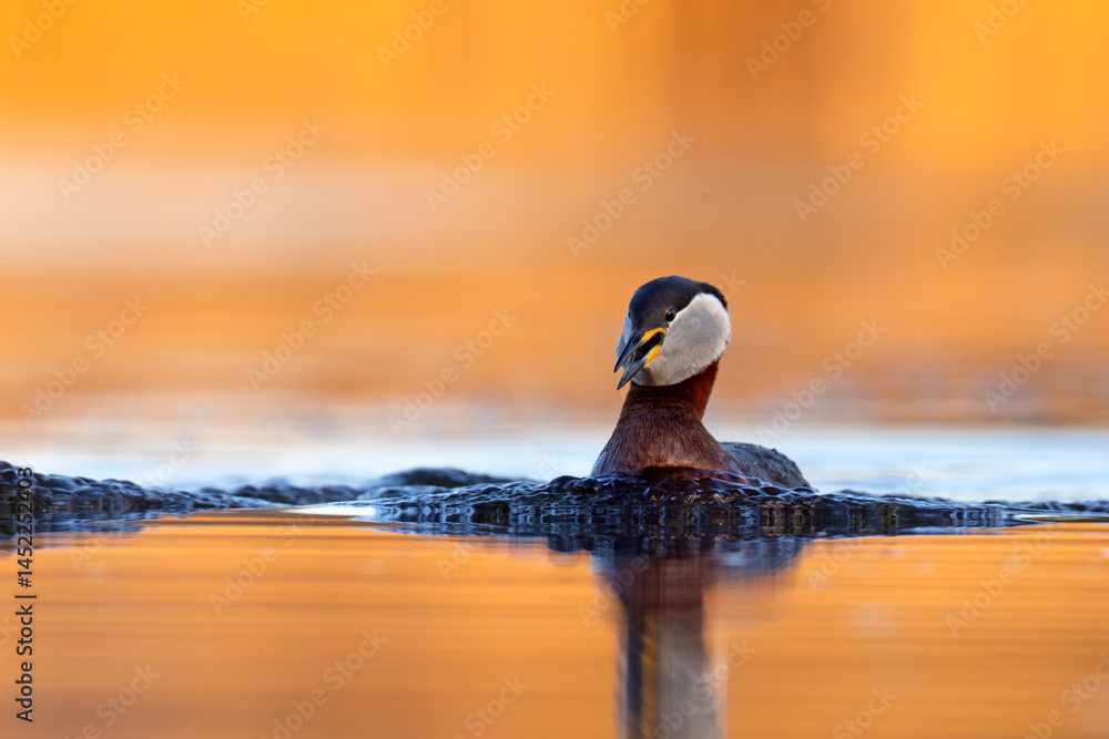 Perkoz rdzawoszyi (Podiceps grisegena)