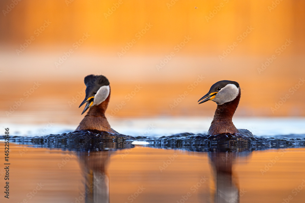 Perkoz rdzawoszyi (Podiceps grisegena)