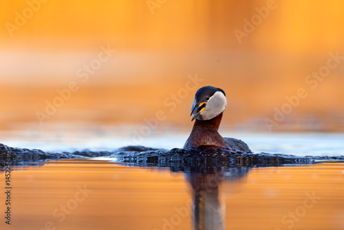 Obraz na płótnie Perkoz rdzawoszyi (Podiceps grisegena) w salonie