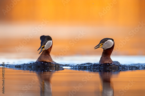 Obraz na płótnie Perkoz rdzawoszyi (Podiceps grisegena) w salonie