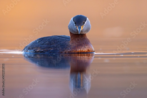 Obraz na płótnie Perkoz rdzawoszyi (Podiceps grisegena) w salonie