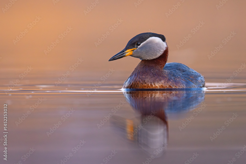 Perkoz rdzawoszyi (Podiceps grisegena)