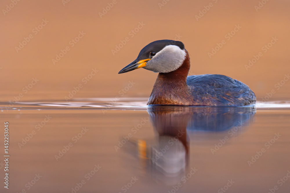 Perkoz rdzawoszyi (Podiceps grisegena)
