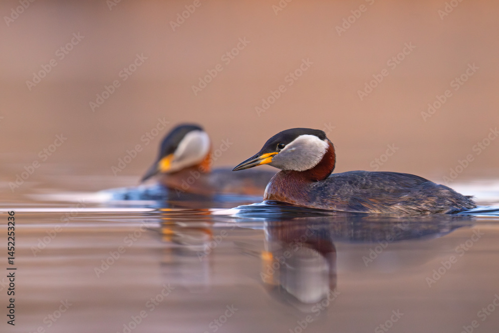 Perkoz rdzawoszyi (Podiceps grisegena)