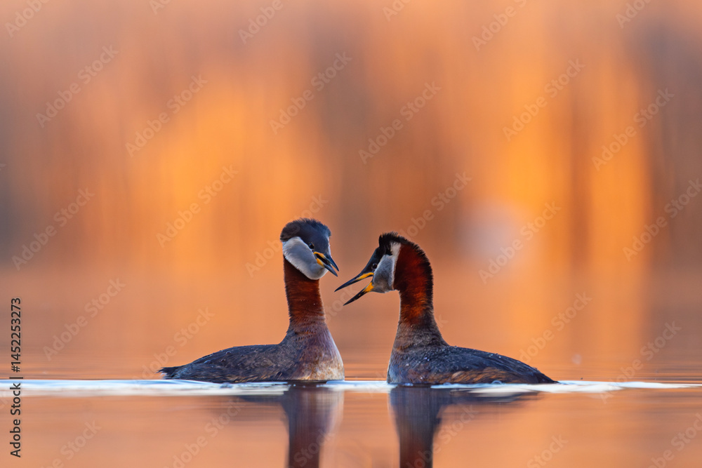 Perkoz rdzawoszyi (Podiceps grisegena)
