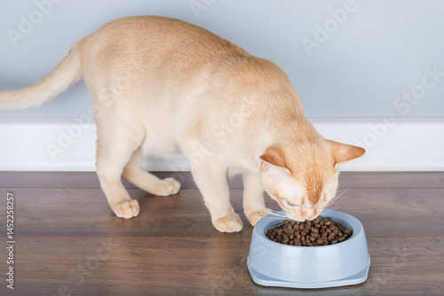 Burmese cat eating dry food from a bowl.
