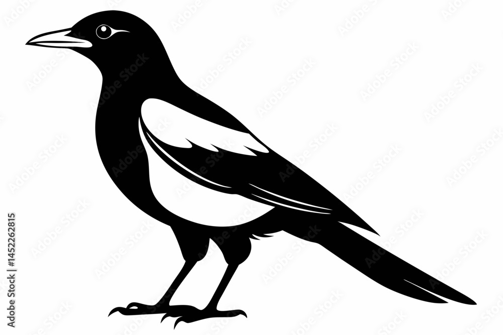 Fototapeta premium magpie sihouette black vector