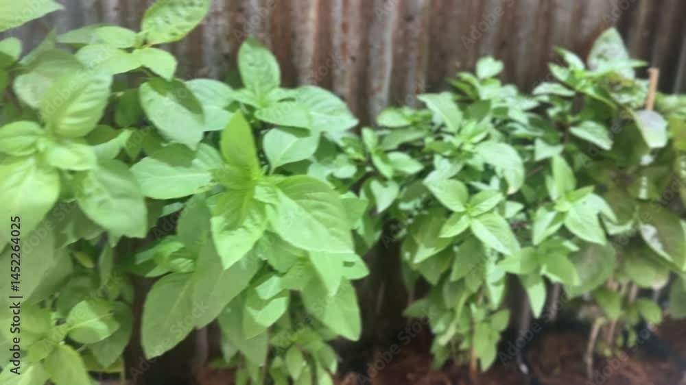 Green basil plants with broad leaves growing in herb garden next to metal wall.
Green basil plants with broad leaves growing in herb garden next to metal wall.