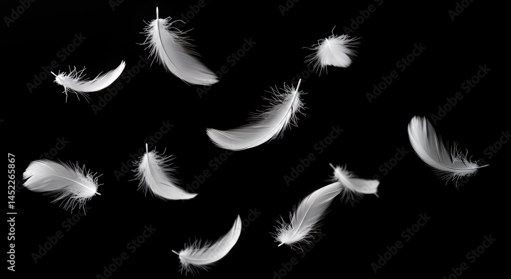 Obraz premium Serene White Feathers Gently Falling Against Black Backdrop Isolated by White Screen Perfect for Digital Compositions Symbolizing Purity and Peace with Ethereal Graceful Motion