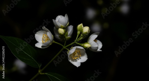 White Jasmine Flowers in Dark Background