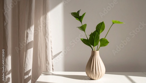 美しい観葉植物を部屋に飾る