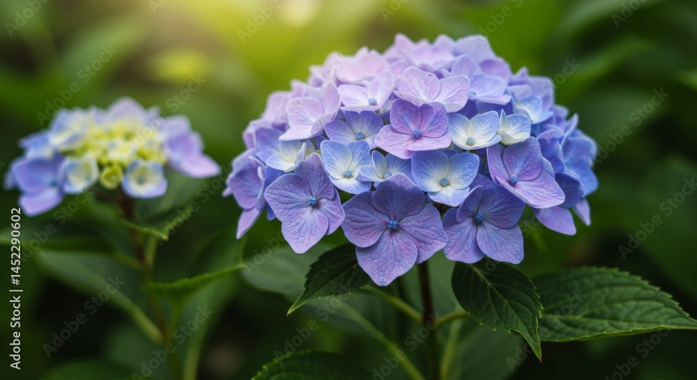 Closeup Purple and Blue Hydrangea Blossoms Closeup Purple and Blue Hydrangea Blossoms