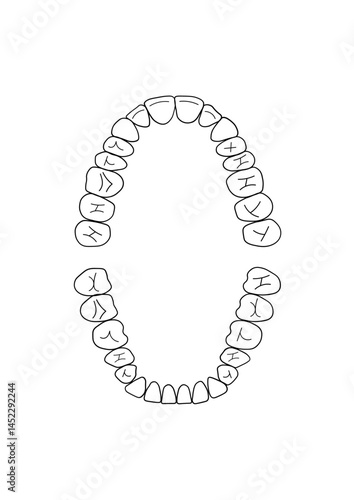 Teeth, jaw, 32 teeth, dentistry