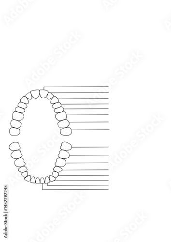 Teeth, jaw, 32 teeth, dentistry