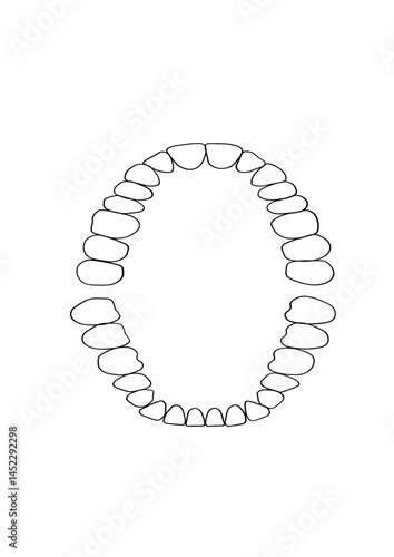 Teeth, jaw, 32 teeth, dentistry