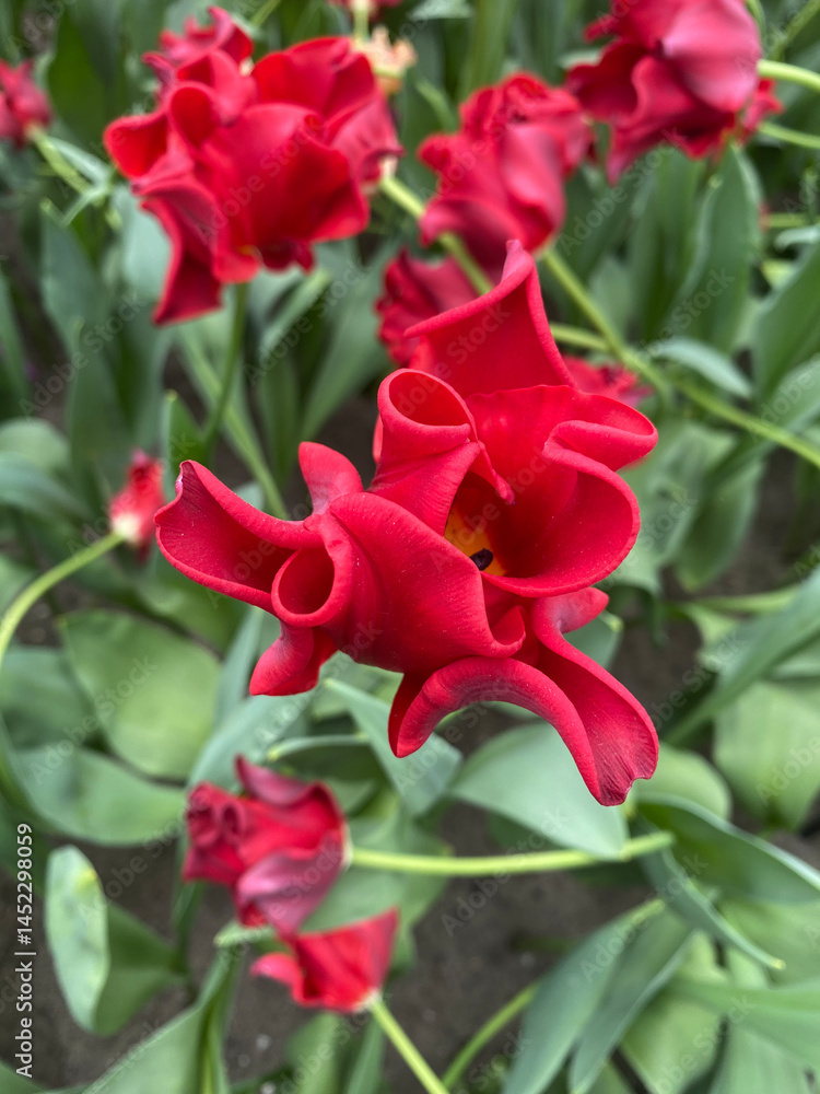 Close-up of a vibrant Red Dress tulip in full bloom, showcasing its deep red petals with elegant curves Close-up of a vibrant Red Dress tulip in full bloom, showcasing its deep red petals with elegant curves