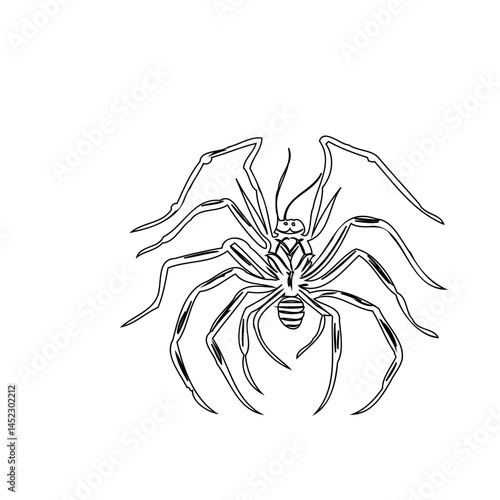 Intricate line art illustration of an arachnid with prominent elongated appendages
