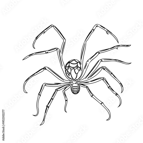 Intricate black and white drawing of a spider showcasing detailed line work