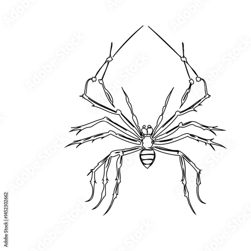 Stylized arachnid ink drawing featuring intricate line work and precise detailing