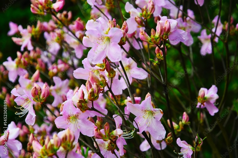 Rhododendron flower blooms in a spring garden.