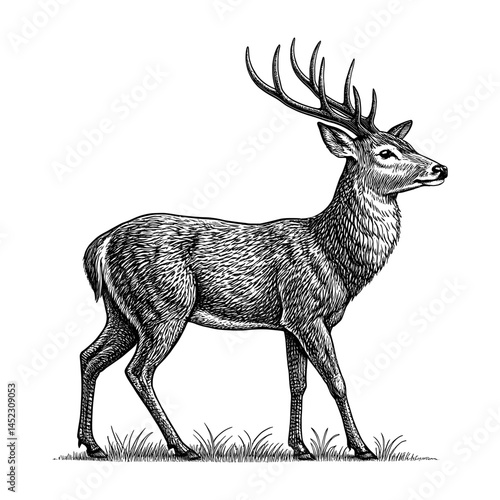 Majestic Deer Vector Illustration – Vintage Engraved Wildlife Drawing in Black and White