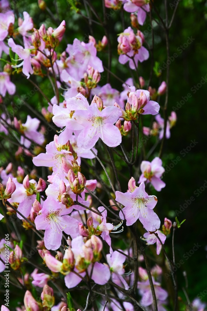 Rhododendron flower blooms in a spring garden.