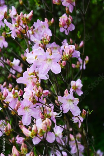 Obraz na płótnie Rhododendron flower blooms in a spring garden. w salonie