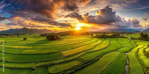 Golden Hour Rice Paddy Drone Panorama: Sunset's Vibrant Hues over Lush Green Fields