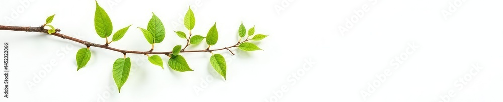 Delicate branch with tiny leaves isolated on white background, tree, nature, leaf Delicate branch with tiny leaves isolated on white background, tree, nature, leaf