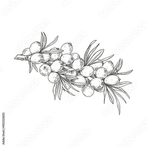 Hand drawn sea buckthorn on a branch with leaves and berries. Vector illustration isolated on white background.