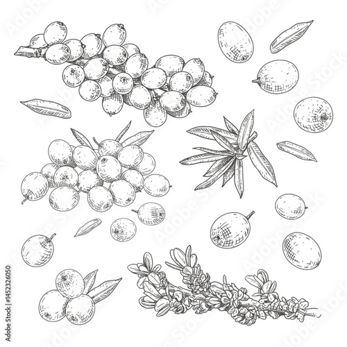 Hand drawn fresh sea buckthorn. Set sketches with sea buckthorn on a branch, with berries, leaves and flowers. Vector illustration isolated on white background.