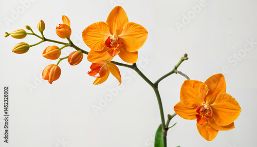 Le charme des orchidées