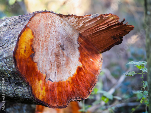A large tree stump with a brown and yellow ring. The stump is surrounded by green moss. Concept of decay and the passage of time. Park maintenance and care theme.