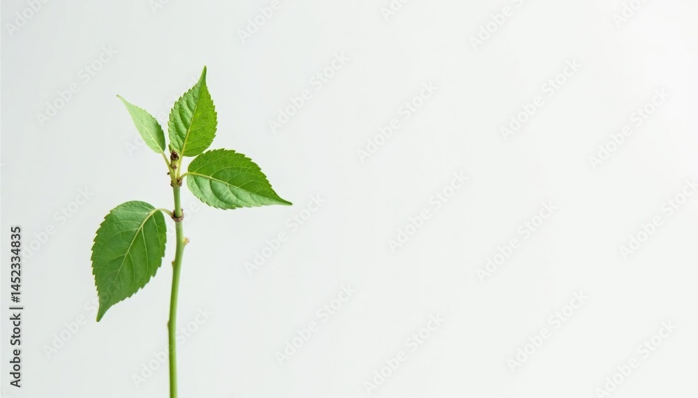 Fototapeta premium Single, delicate sapling against pure white backdrop , photography, botany, isolated