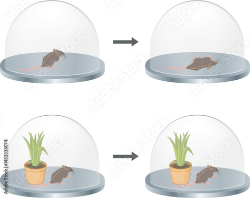 The experiment of Joseph priestley. Mouse and plant experiment on oxygen. Plant photosynthesis. Photosynthesis event in plant experiment.
