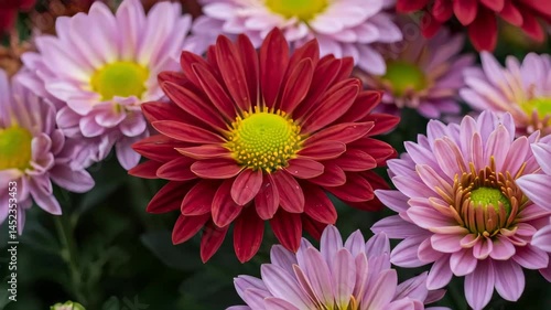 Closeup View of Vibrant Red and Pink Daisy Flowers with Yellow Centers in Garden