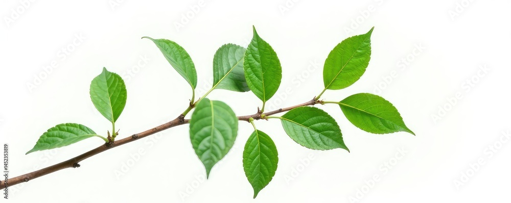 Single isolated branch with intricate details on white background, detail, leaf Single isolated branch with intricate details on white background, detail, leaf