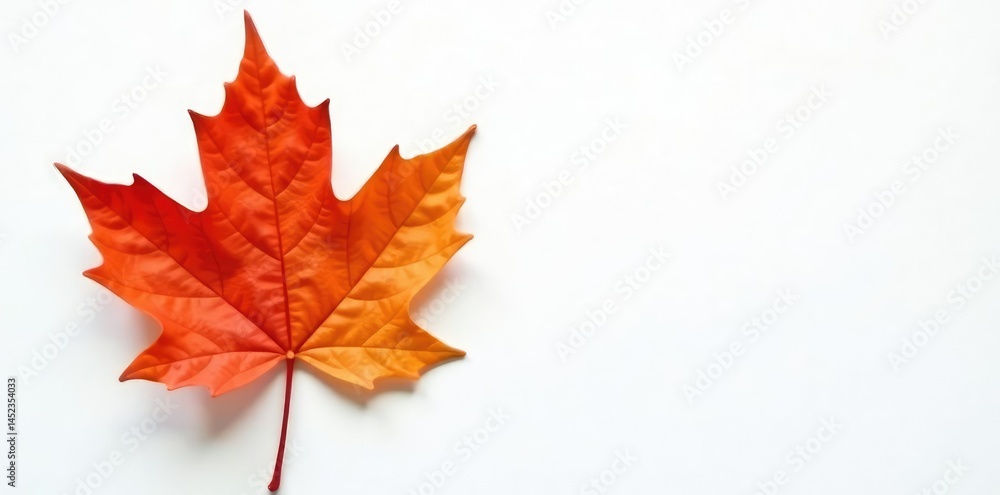 Fototapeta premium Single large maple leaf against white background, leaf shapes, maple